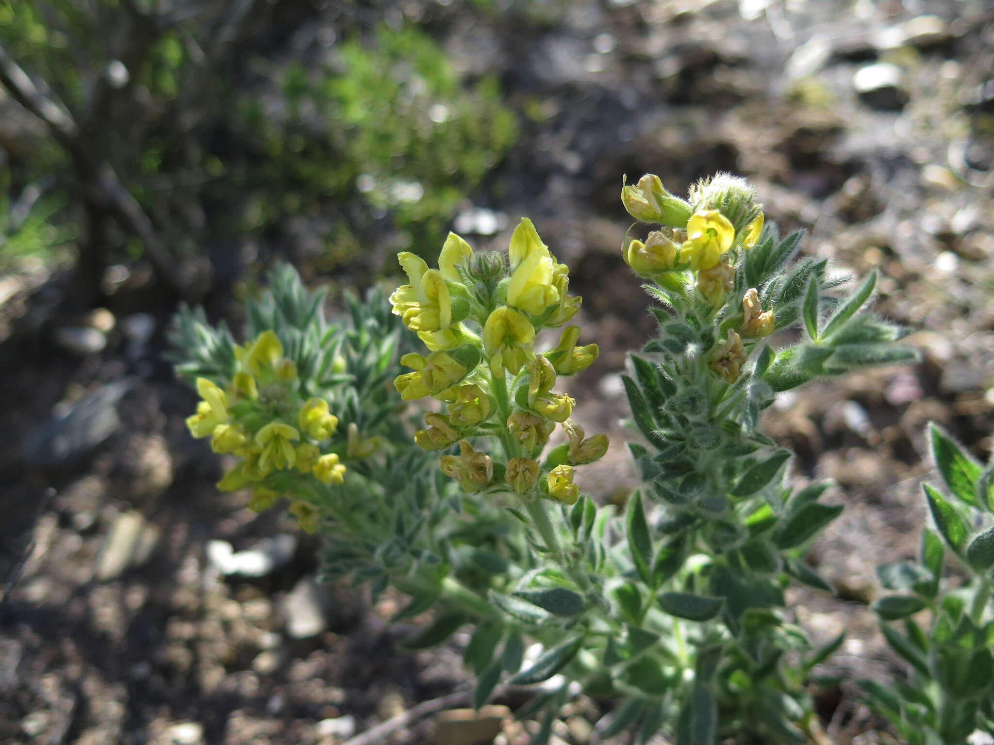 Image of Argyrolobium crinitum Walp.