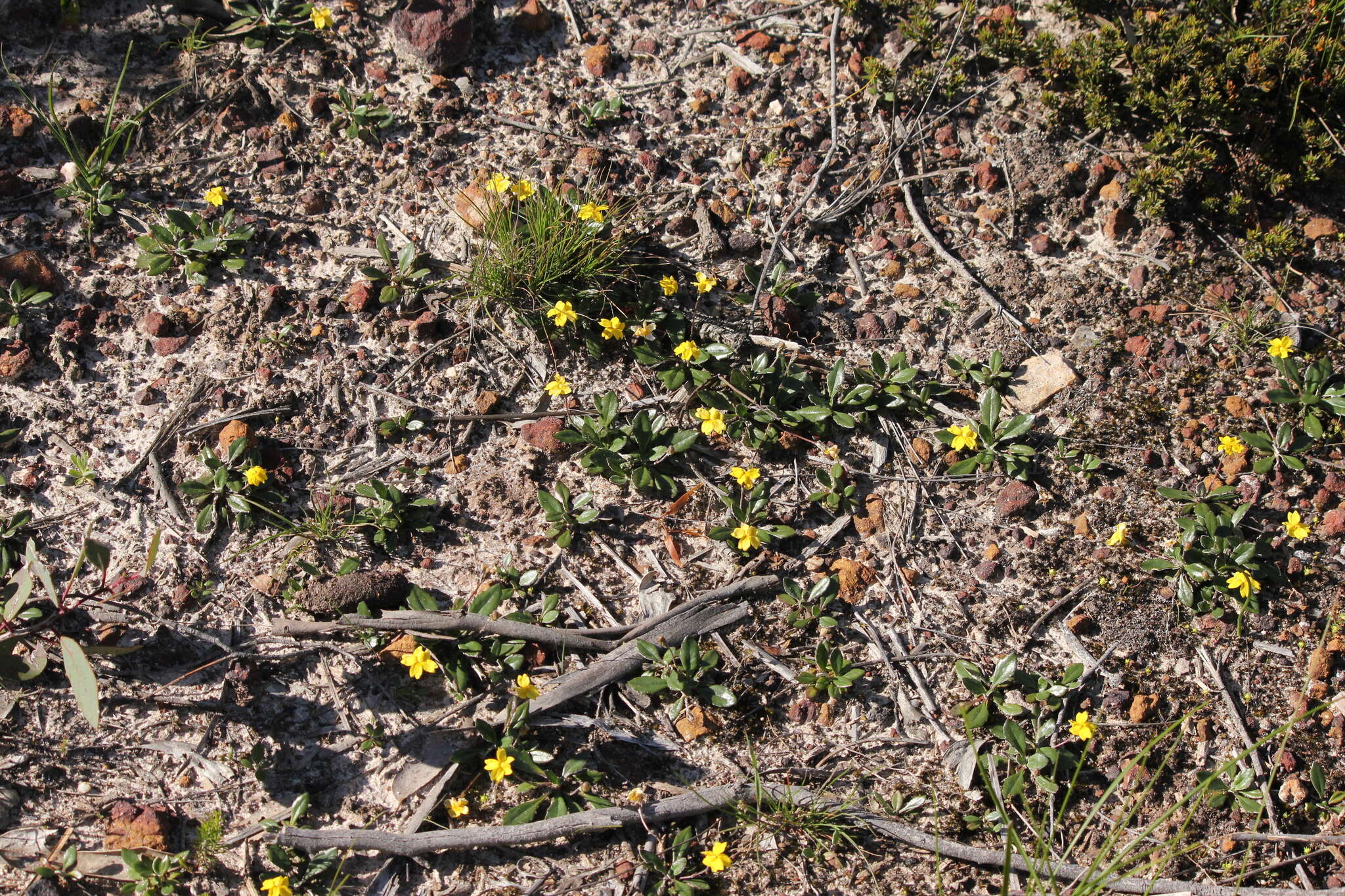 Image of Goodenia blackiana R. C. Carolin