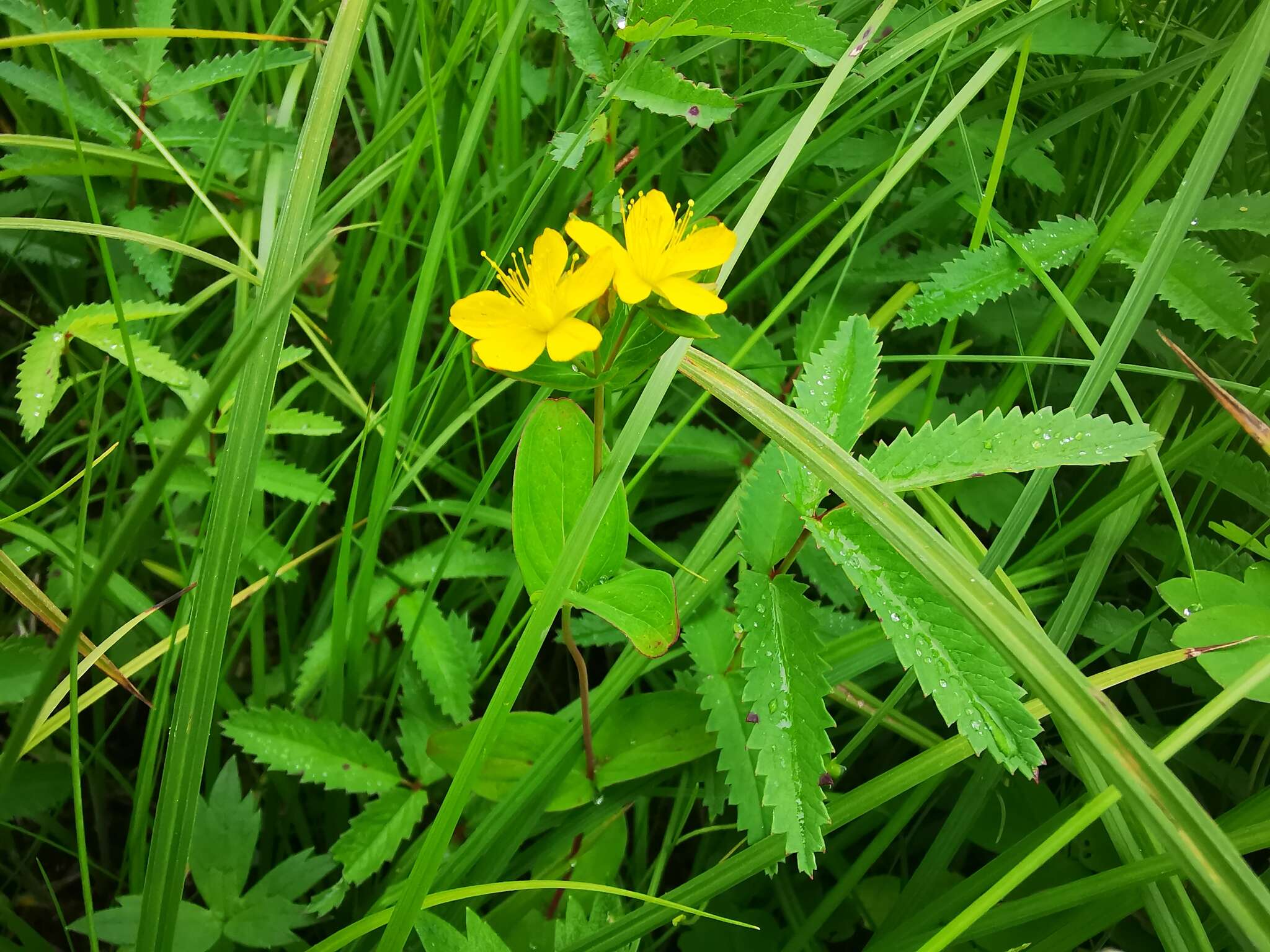 Image de Hypericum kamtschaticum Ledeb.