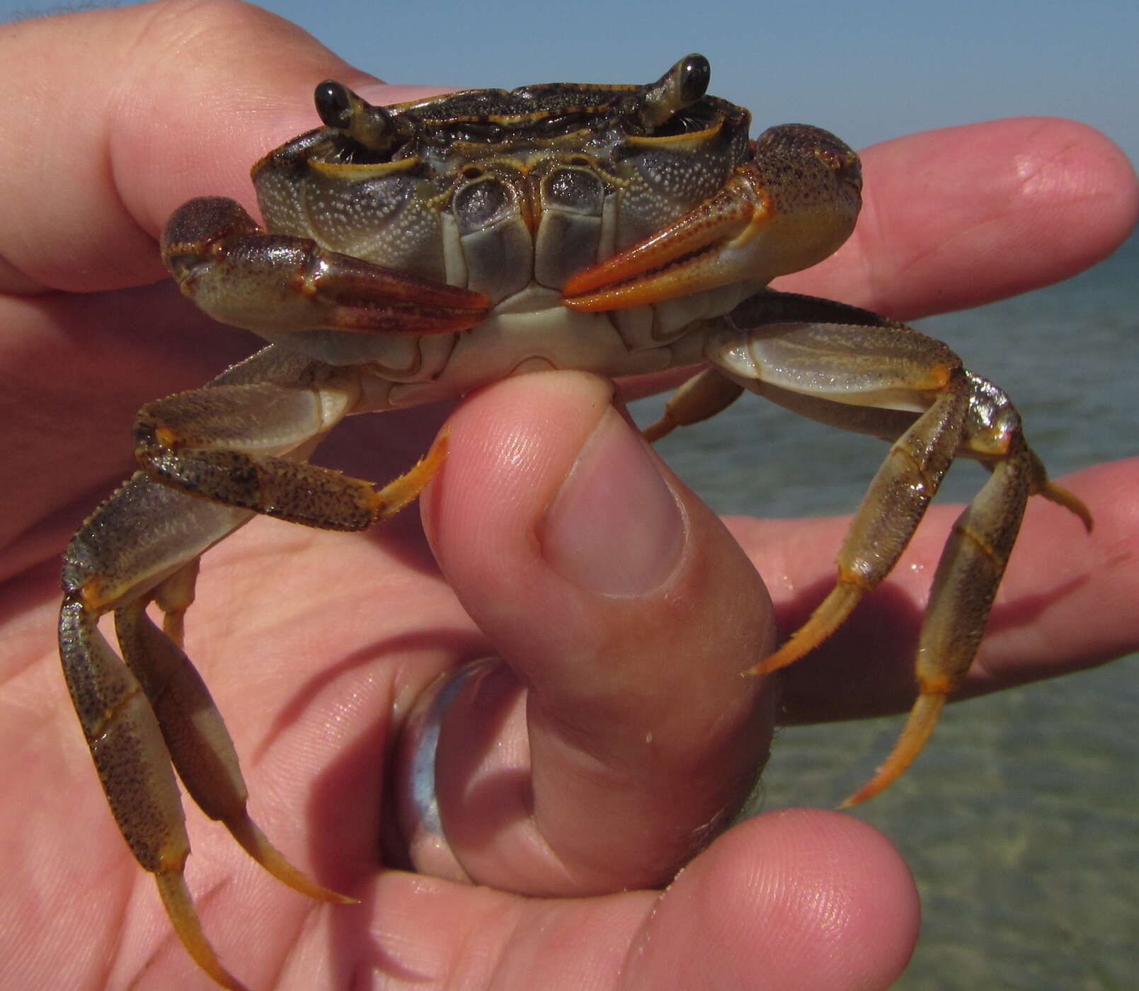 Image of Natal River Crab