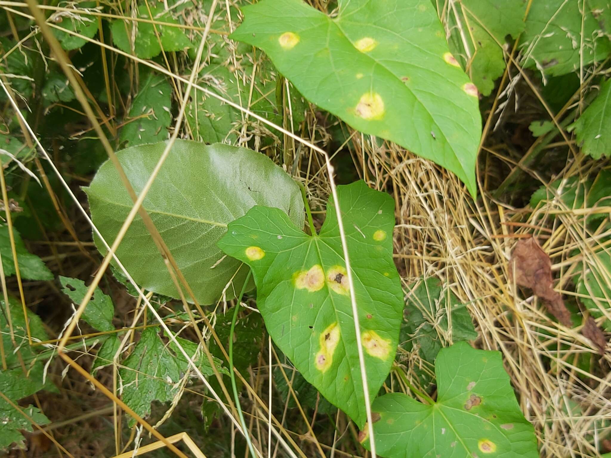 Image de Puccinia convolvuli (Pers.) Castagne 1842