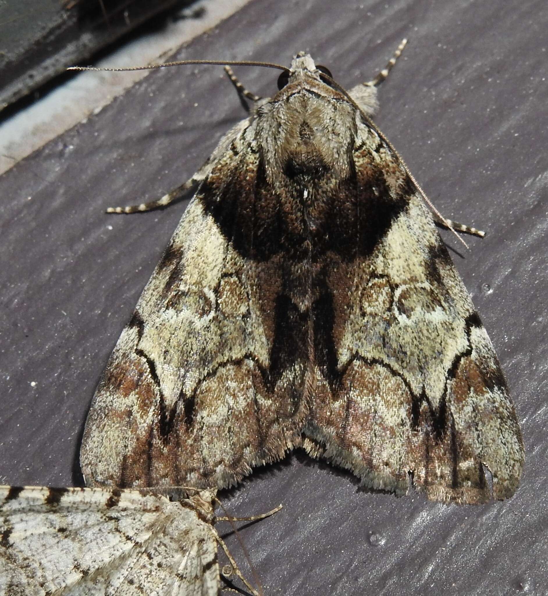 Image of Hawthorn Underwing