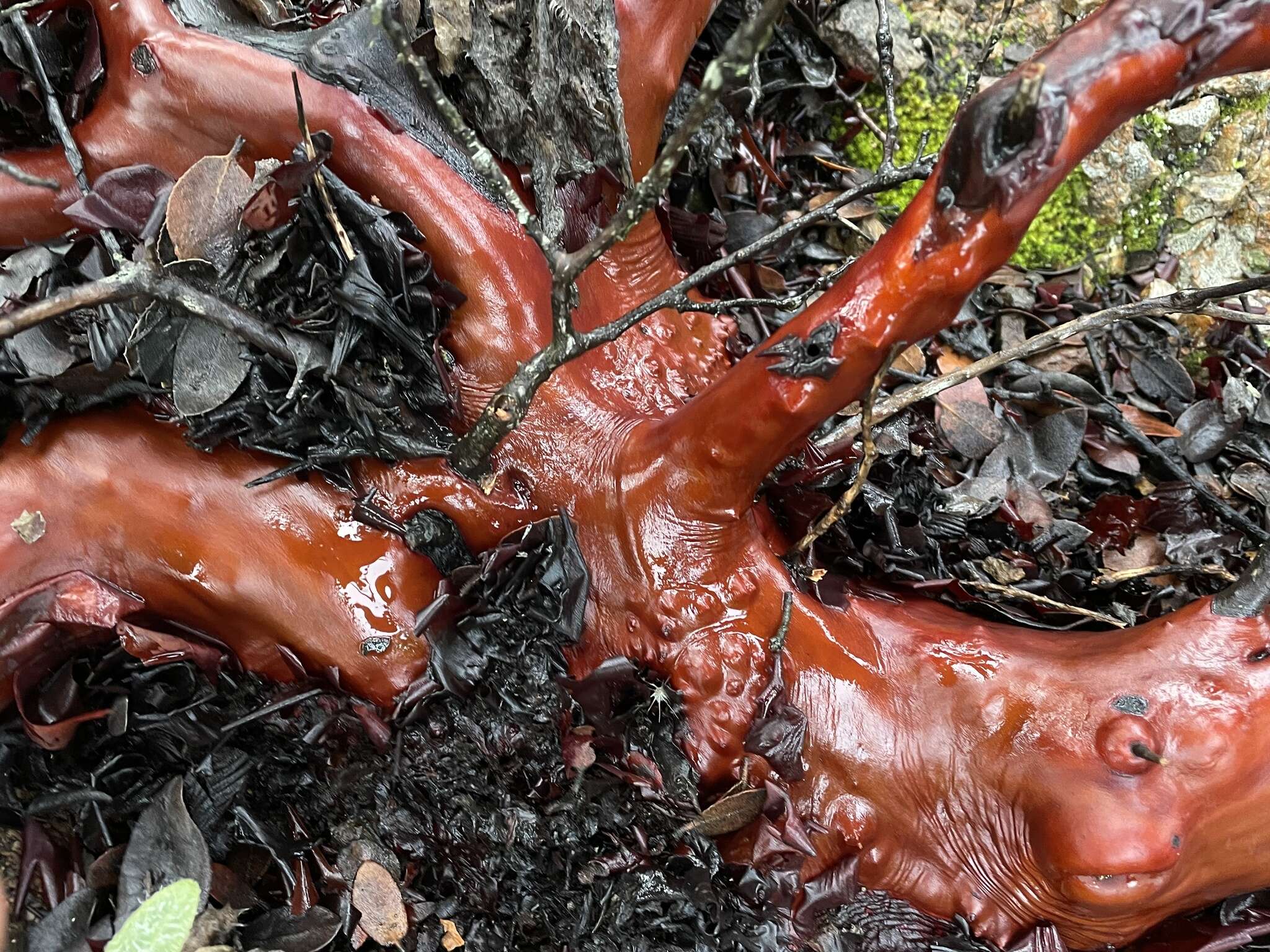 Слика од Arctostaphylos crustacea subsp. subcordata (Eastw.) V. T. Parker, M. C. Vasey & J. E. Keeley