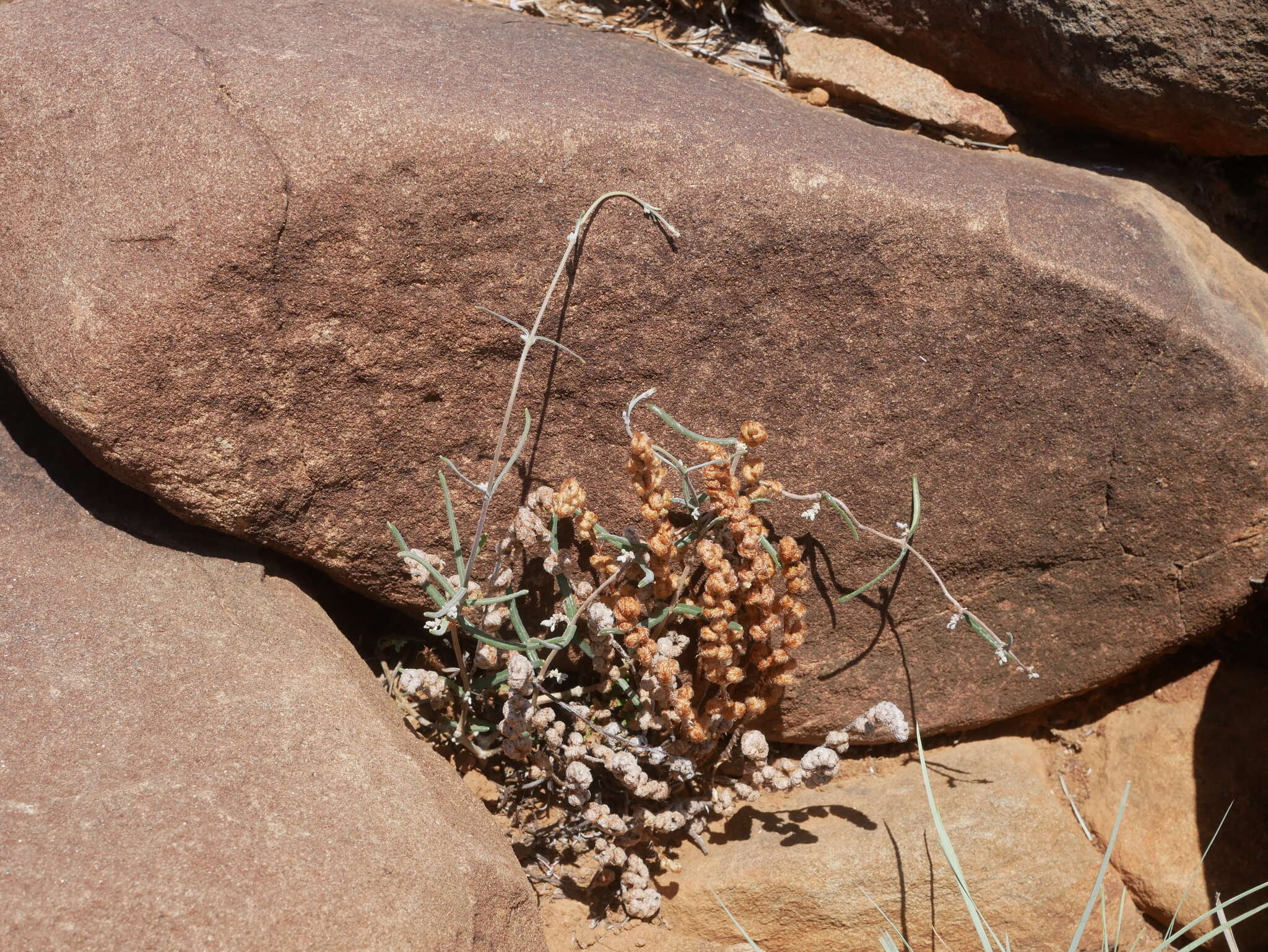 Image of Fockea edulis (Thunb.) K. Schum.