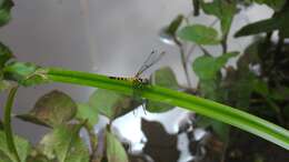 Image of Epithemis mariae (Laidlaw 1915)