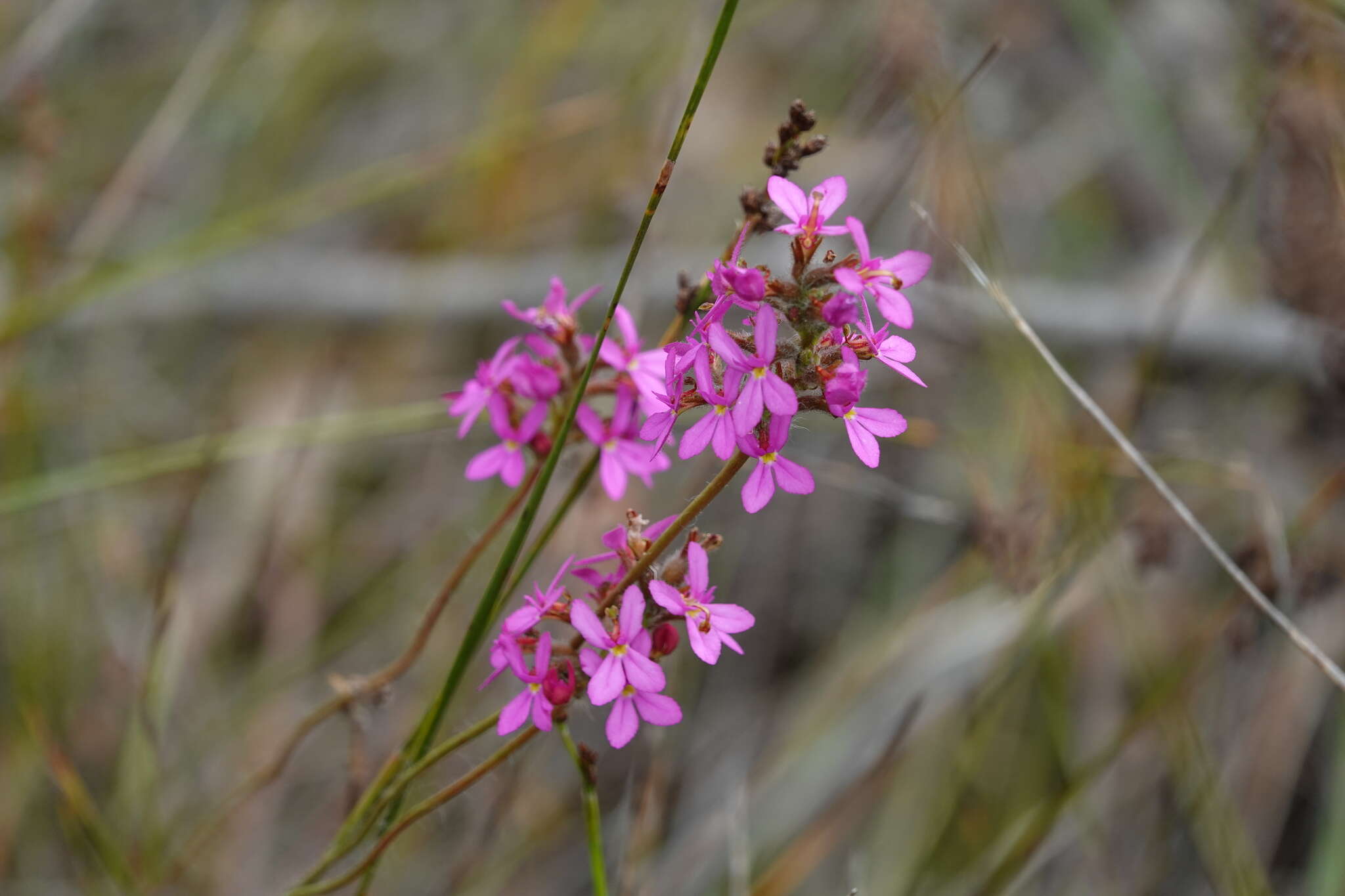 Image of Stylidium hirsutum R. Br.