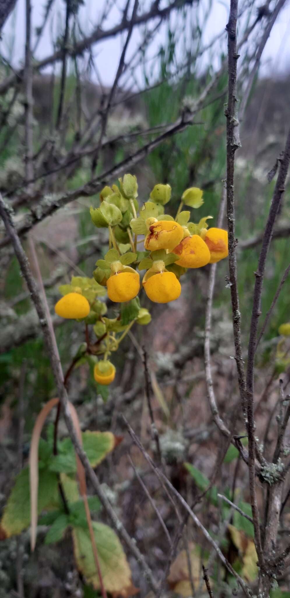 Image of Calceolaria collina Phil.