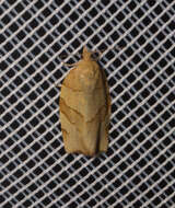 Image of barred fruit-tree tortrix