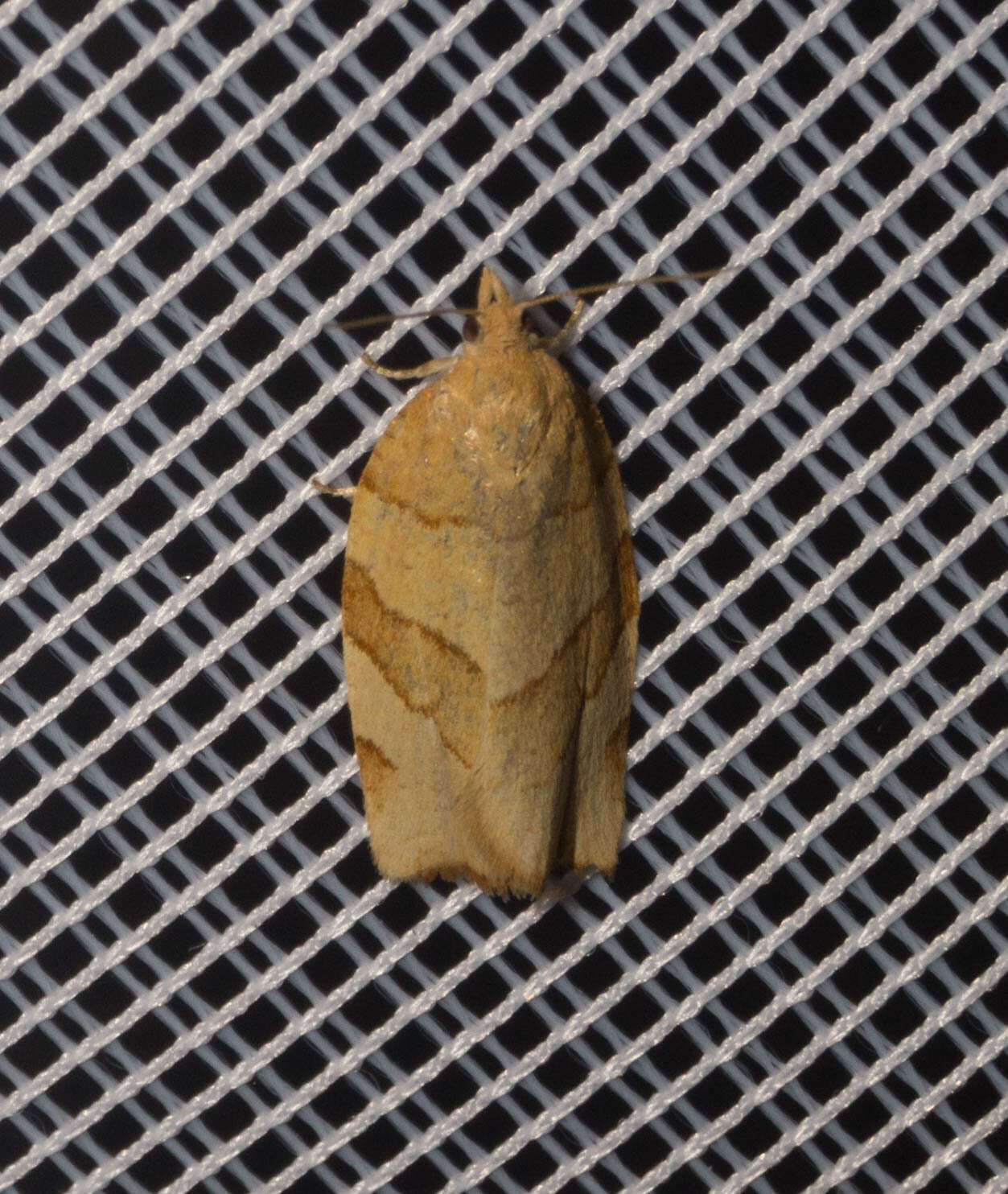 Image of barred fruit-tree tortrix