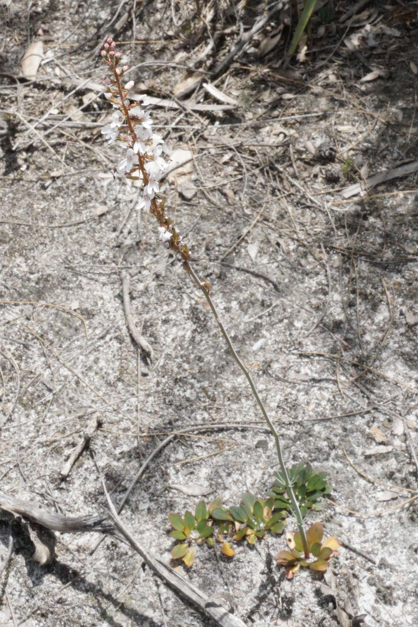 Image de Stylidium diversifolium R. Br.