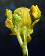 Слика од Utricularia floridana Nash