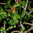 Scaevola tomentosa Gaud. resmi