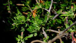 Scaevola tomentosa Gaud. resmi