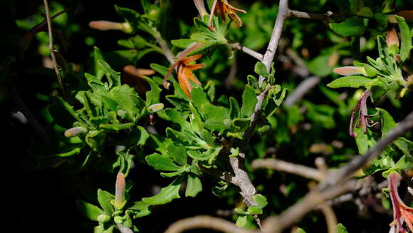 Imagem de Scaevola tomentosa Gaud.