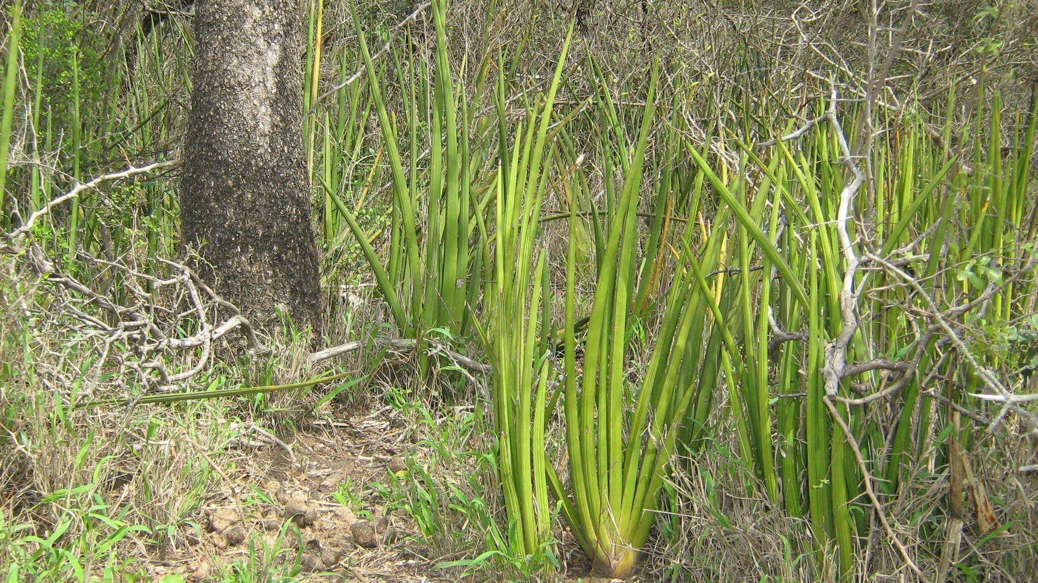 Image of Spiky mother-in-law's tongue