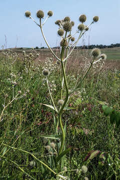 Image of button eryngo