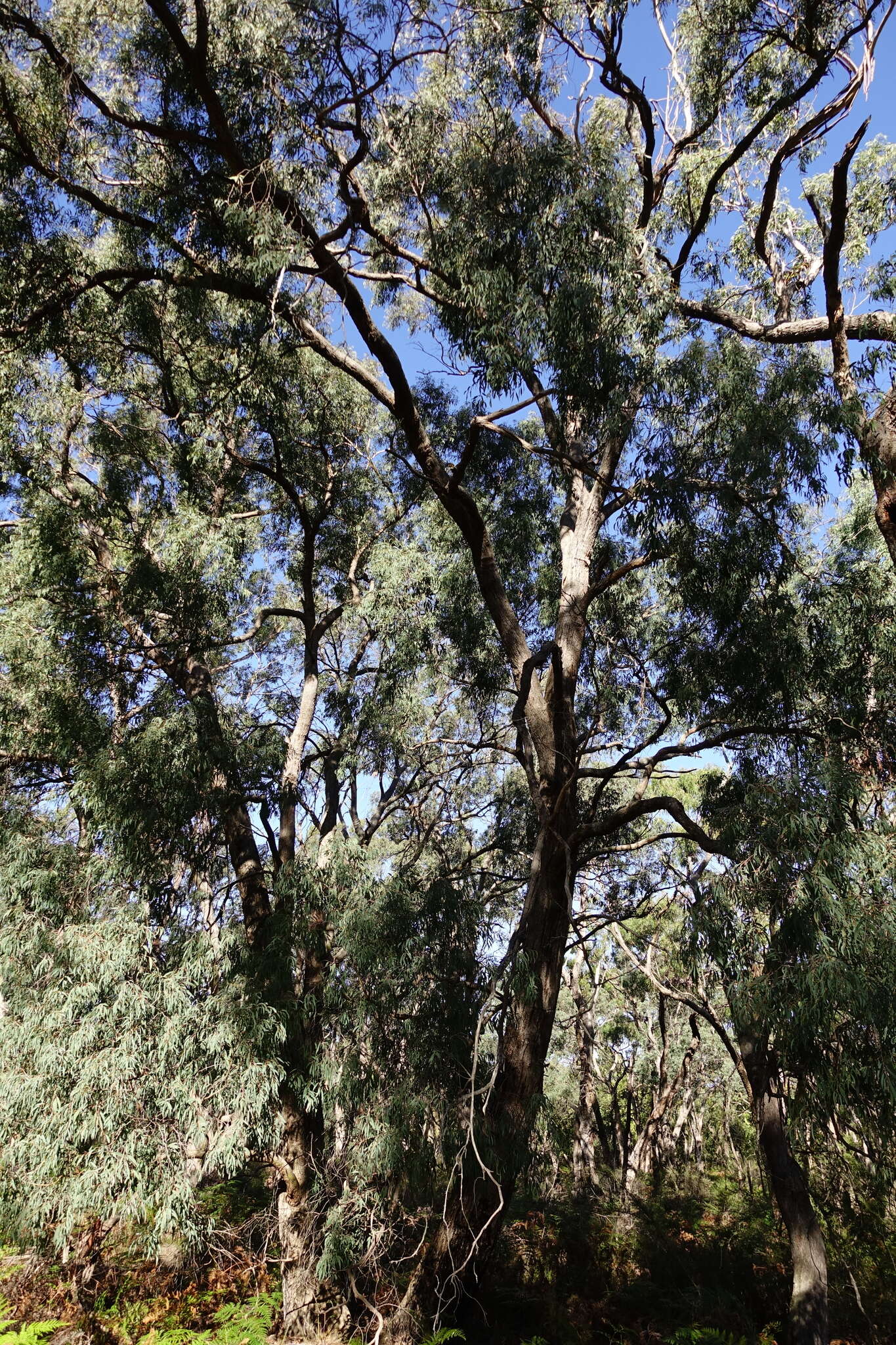 Image de Eucalyptus croajingolensis L. A. S. Johnson & K. D. Hill