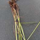 Image of Uniola-Like Flat Sedge