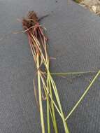 Image of Uniola-Like Flat Sedge