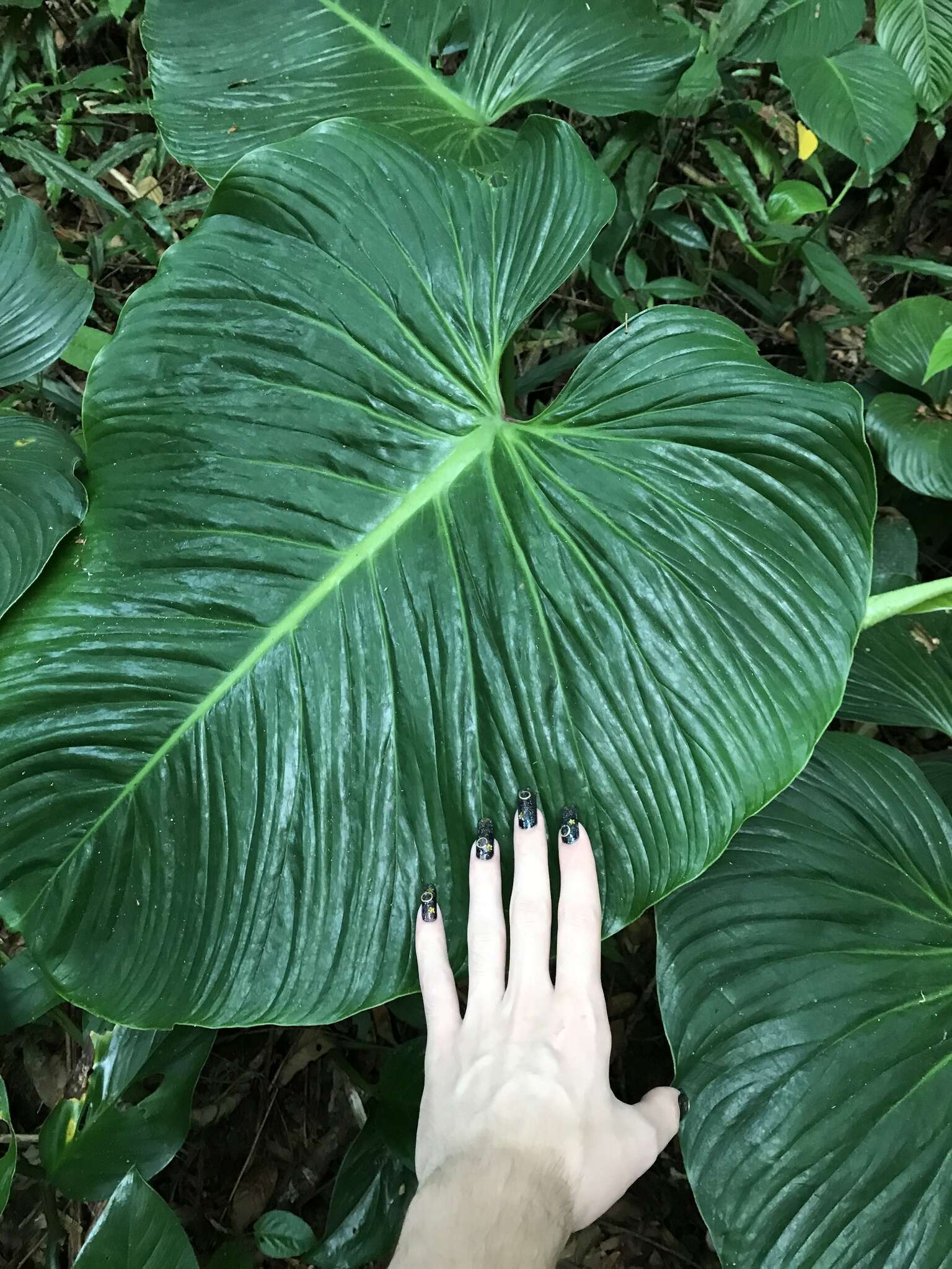 Image of philodendron