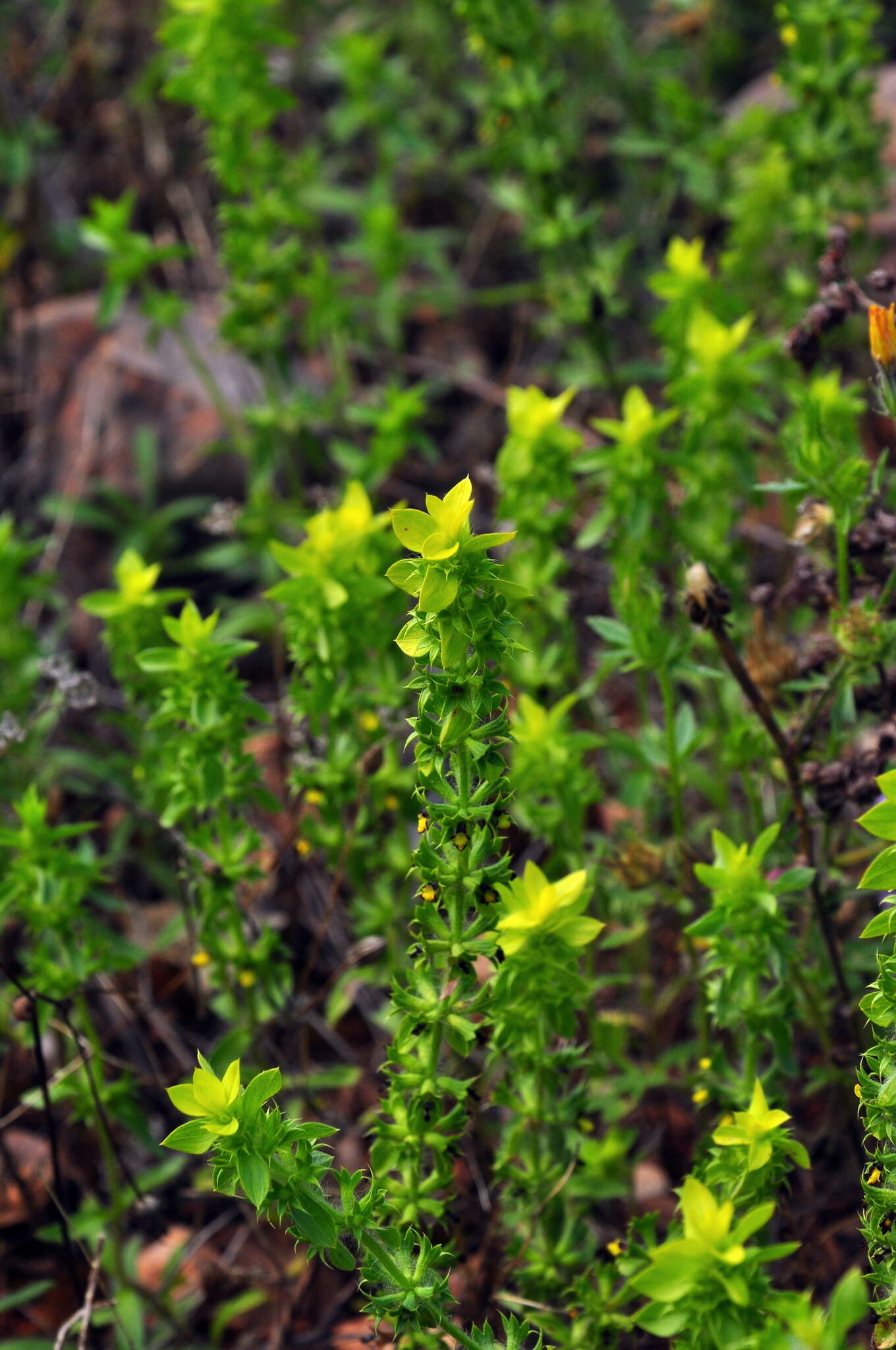 Image of mountain ironwort