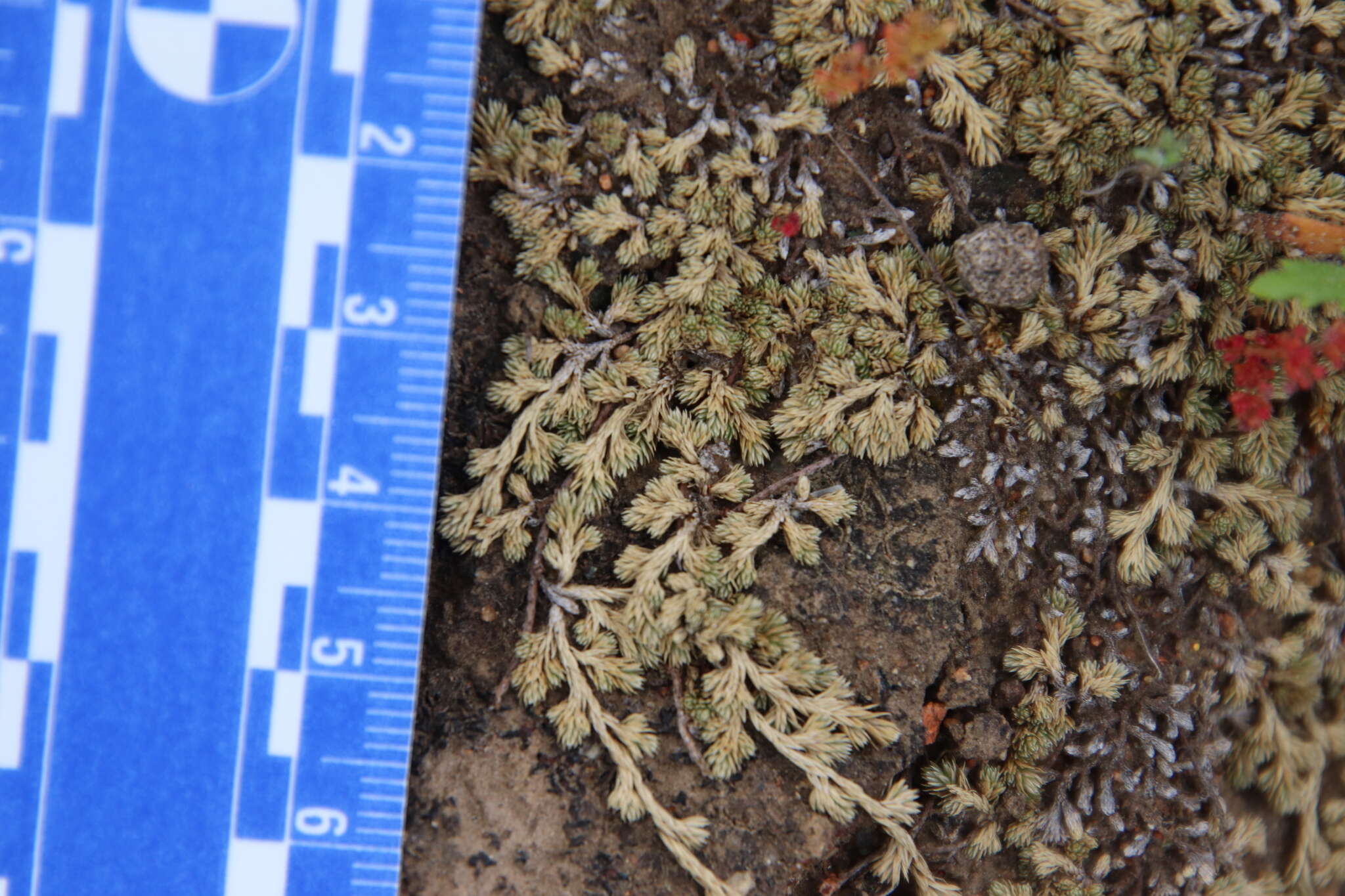 Image of mesa spikemoss