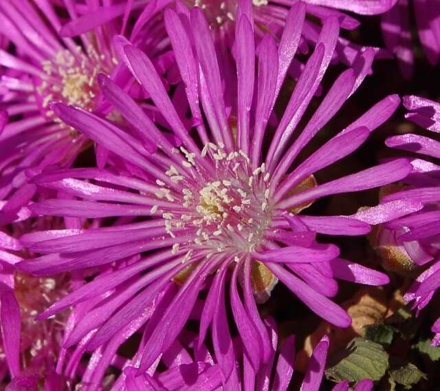 Imagem de Drosanthemum hispidum (L.) Schwant.