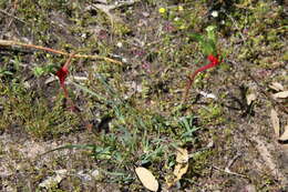 Image of Anigozanthos bicolor Endl.