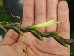 Imagem de Tillandsia limbata Schltdl.