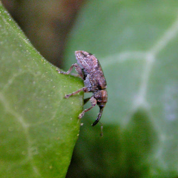 Image of Weevil