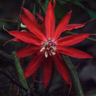 Image de Passiflora involucrata (Masters) A. Gentry