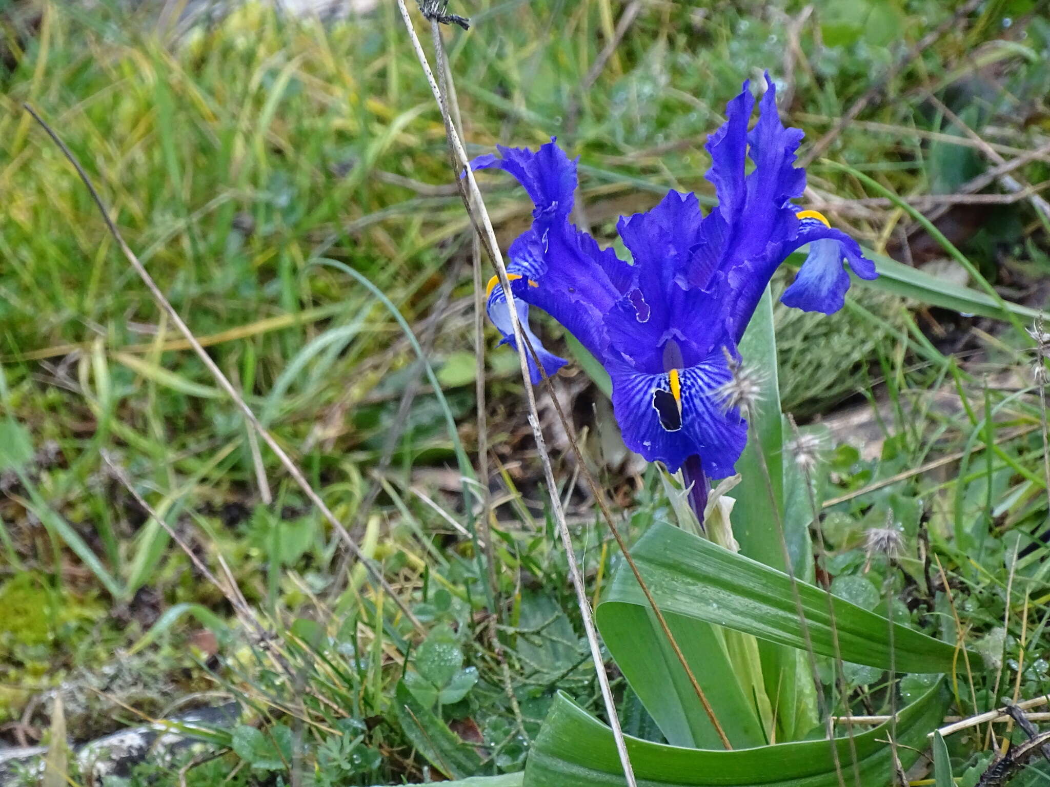 Imagem de Iris planifolia (Mill.) T. Durand & Schinz