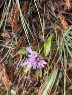 Image de Scabiosa lacerifolia Hayata