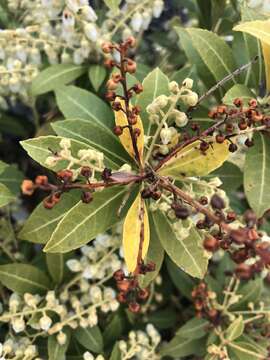 Image of Pieris japonica (Thunb.) D. Don ex G. Don