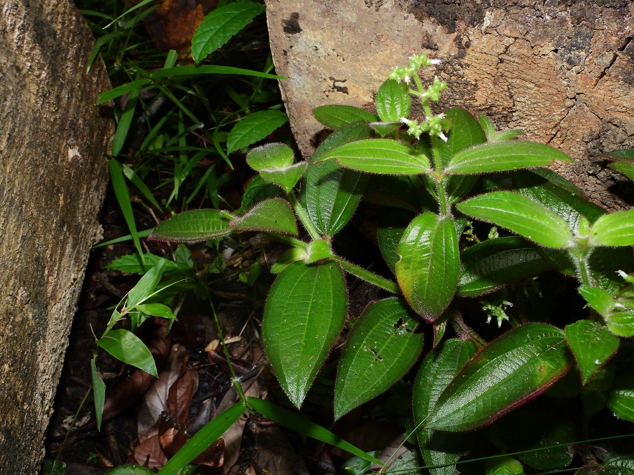 Image of Aciotis rubricaulis (C. Martius ex DC.) Triana