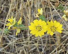 صورة Calycadenia fremontii A. Gray