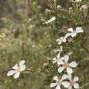 Sivun Leptospermum parvifolium Sm. kuva