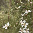 صورة Leptospermum parvifolium Sm.