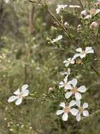 Sivun Leptospermum parvifolium Sm. kuva