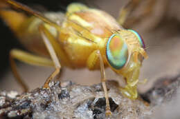 Image of Mexican Fruit Fly