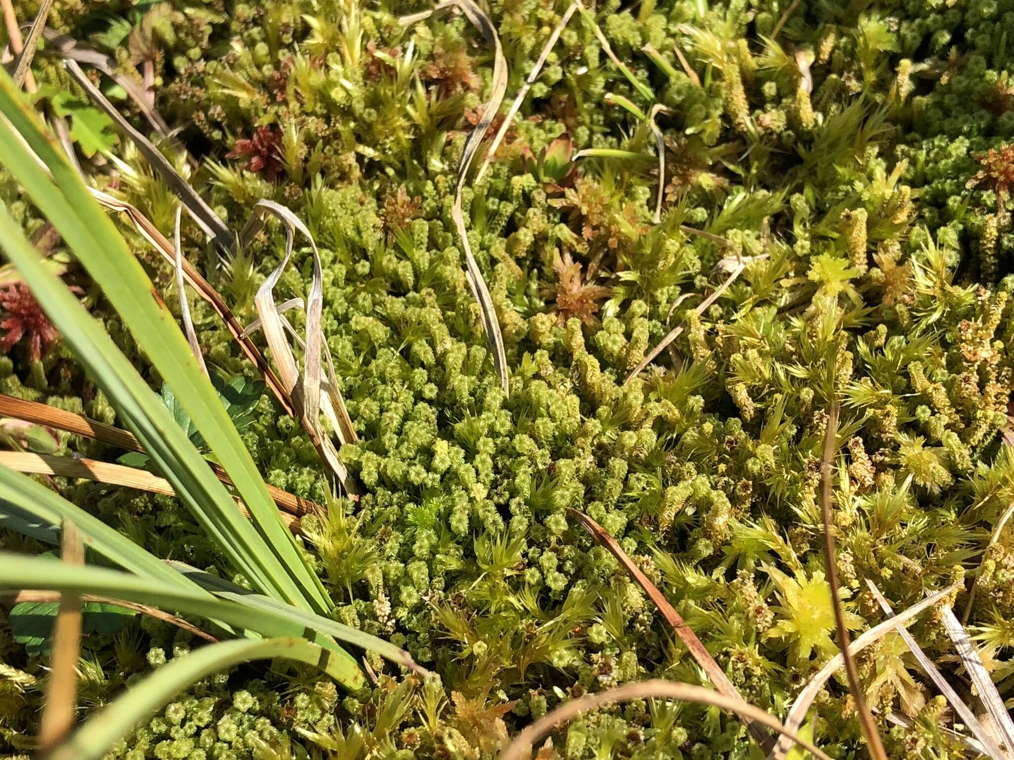 Image of paludella moss