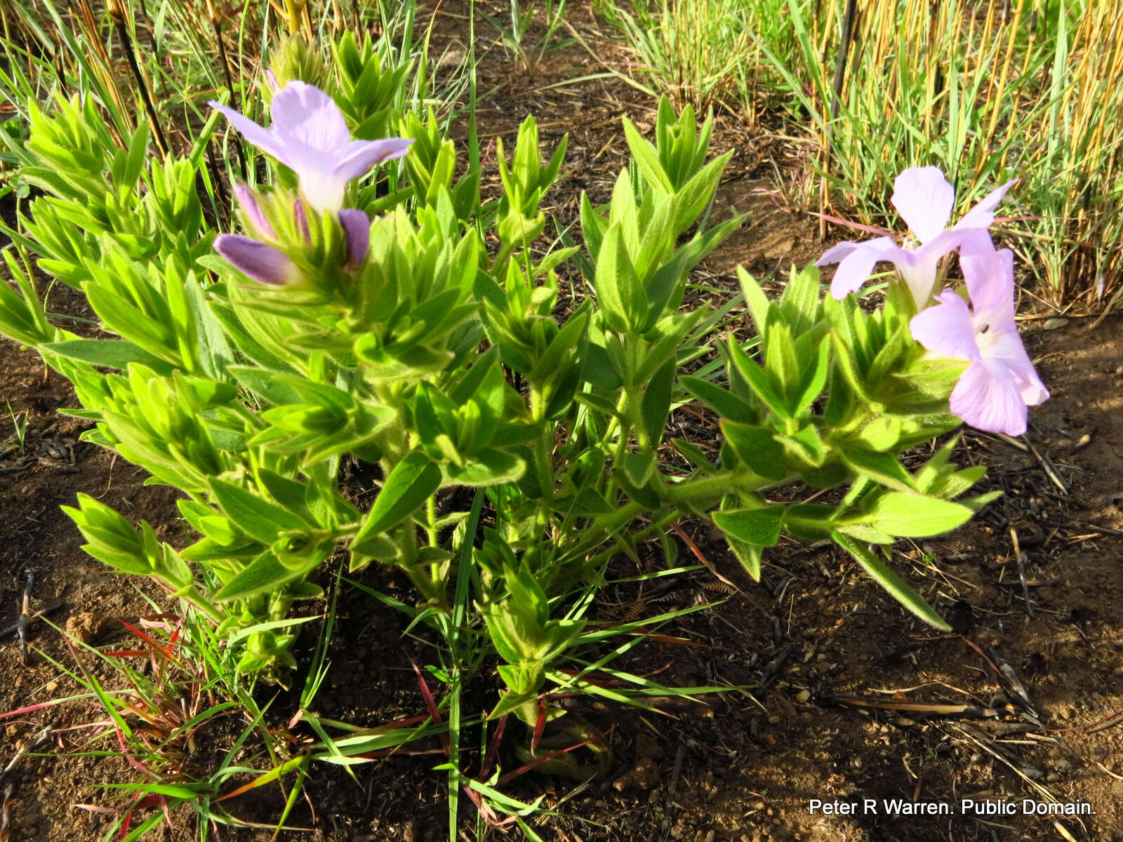 Image of Barleria monticola Oberm.