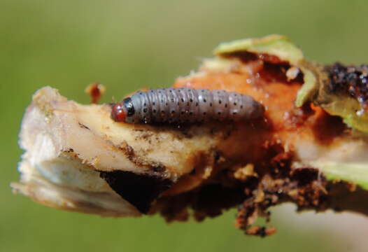 Image of Mahogany Shoot-borer