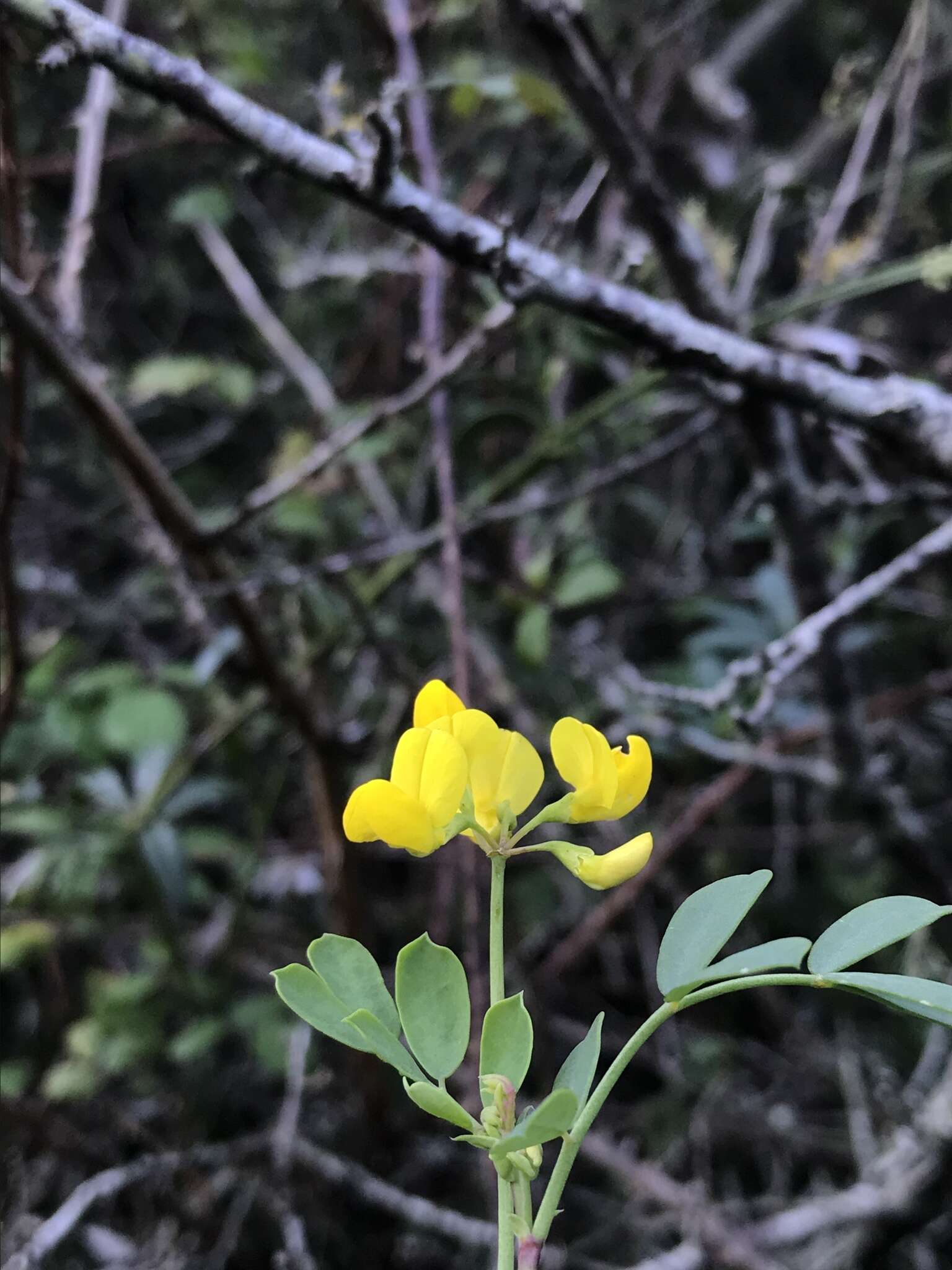 Image of Coronilla valentina subsp. glauca (L.) Batt.