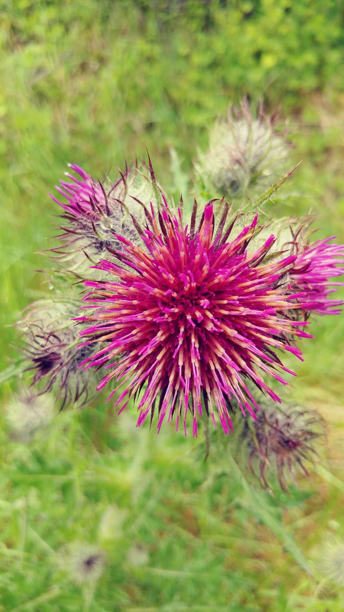 Image of edible thistle