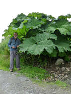 Image of giant rhubarb