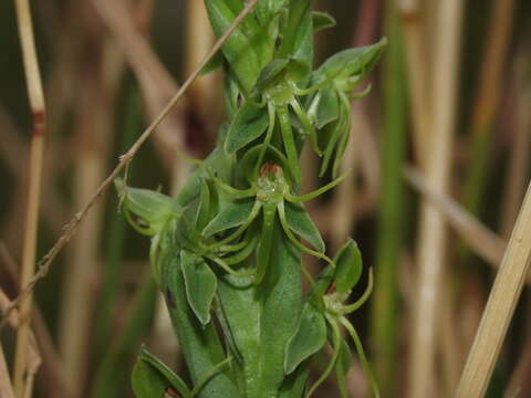 Image of Habenaria pumila Poepp.