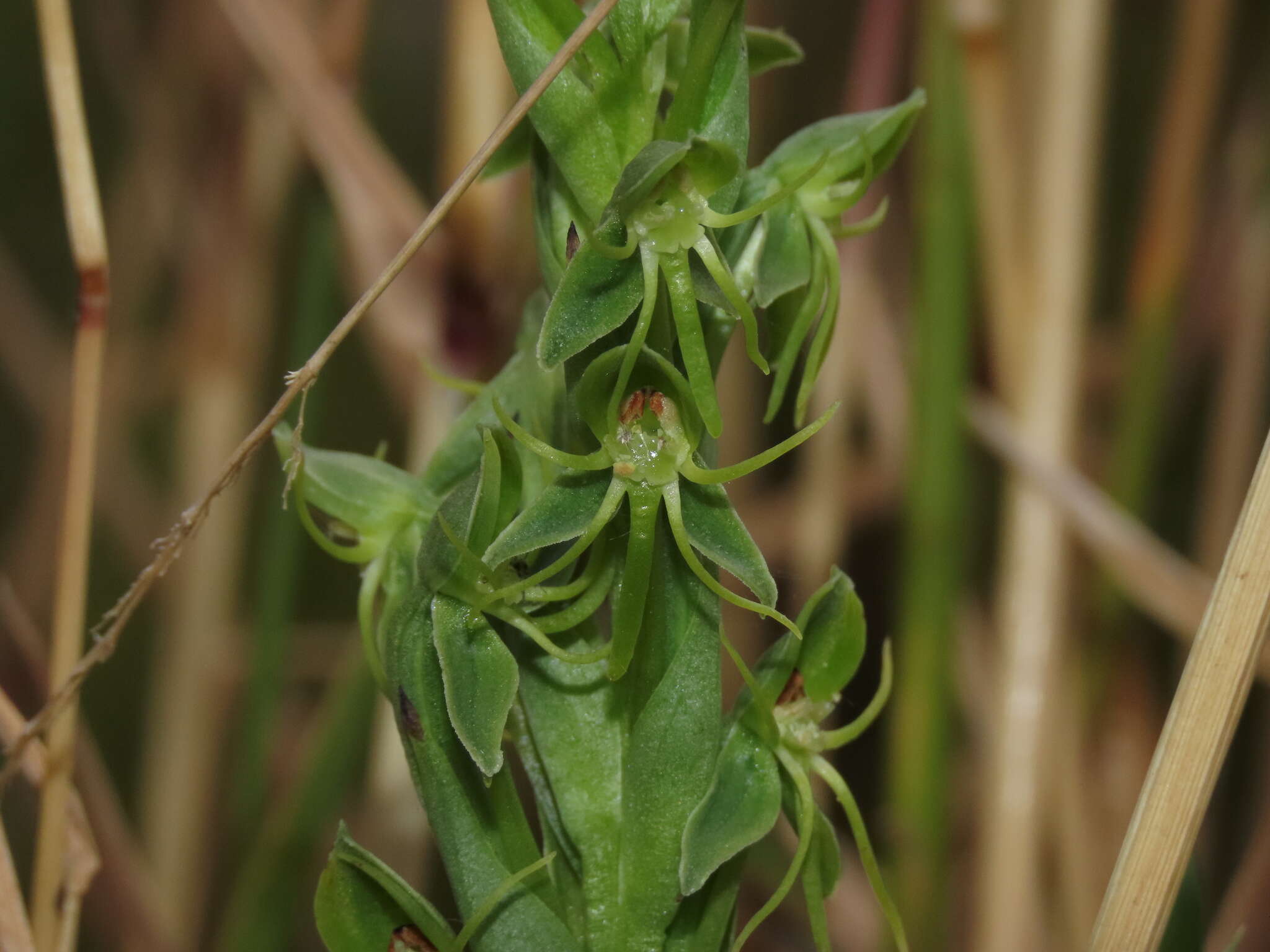 Habenaria pumila Poepp. resmi