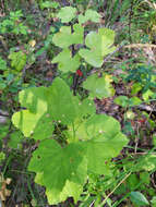 Image of Ribes spicatum subsp. hispidulum (Jancz.) L. Hämet-Ahti