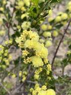 Acacia littorea Maslin的圖片